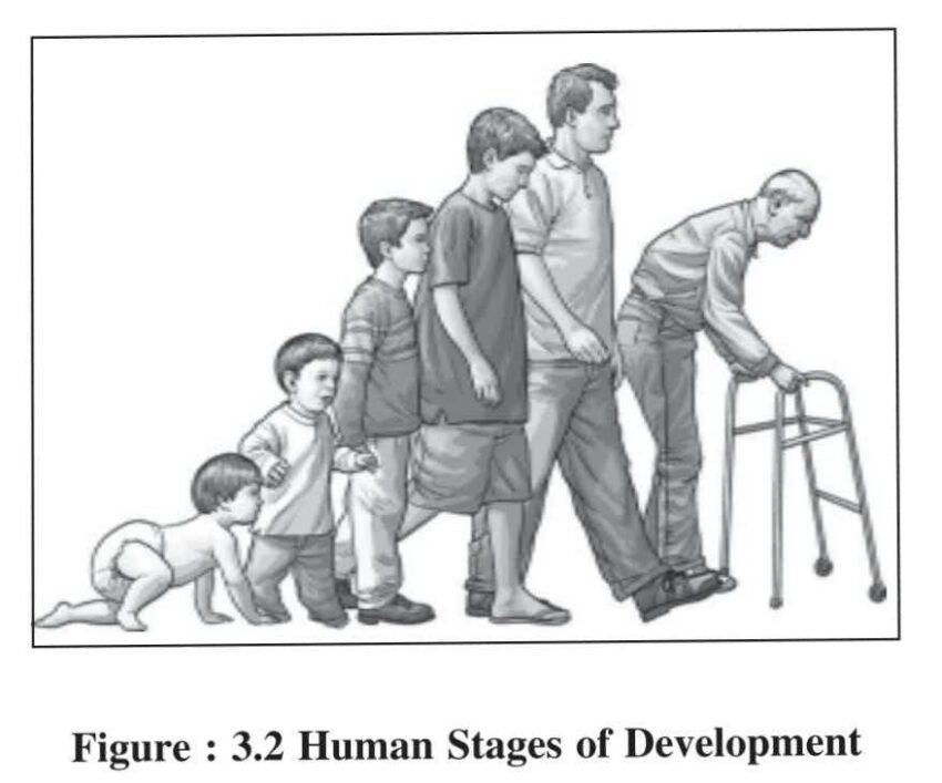 stages-of-human-development-examsector