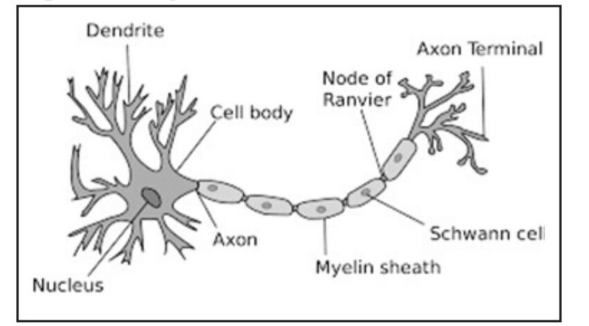 What Is a Neuron? Diagrams, Types, Function and Structure - ExamSector