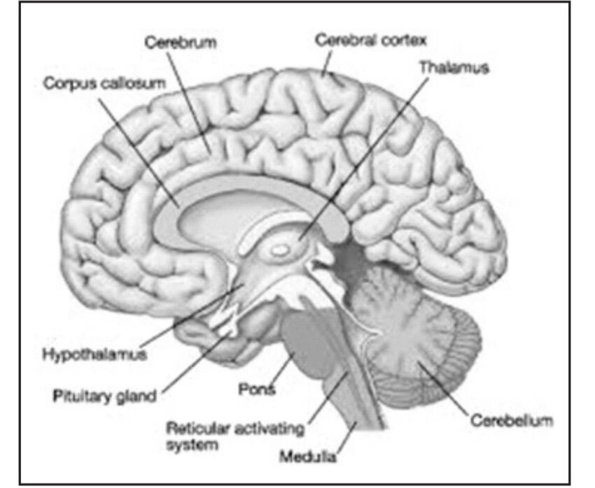 Structure, Diagram, Parts Of Human Brain - ExamSector