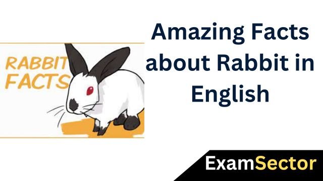 Amazing Facts about Rabbit in English