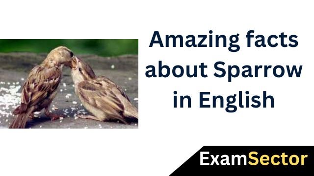 Amazing facts about Sparrow in English