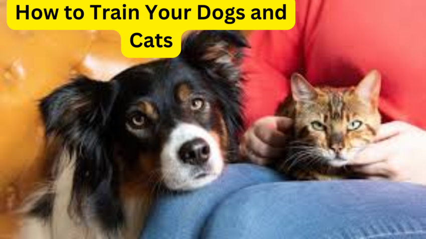 Training Your Dogs and Cats: A Comprehensive Guide , Training Your Dogs and Cats: A Comprehensive Guide EBook Download .