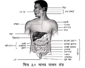 Human Digestive System in Hindi