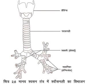 Respiratory System Notes in Hindi 