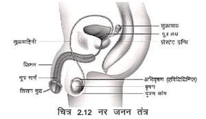 मानव जनन तंत्र ( Human Reproductive system Notes in Hindi )