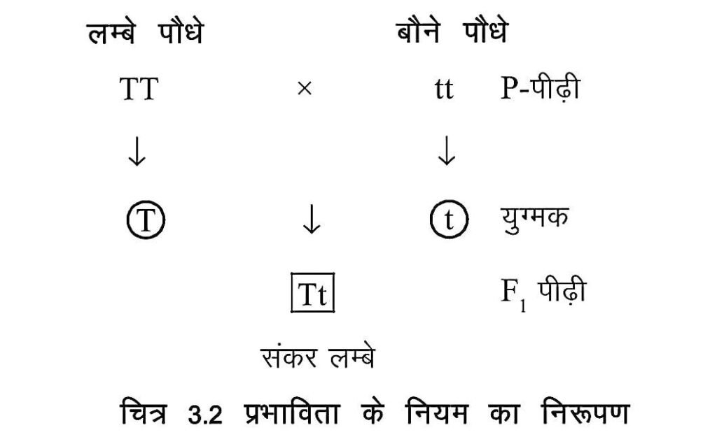 Mendel's law in Hindi