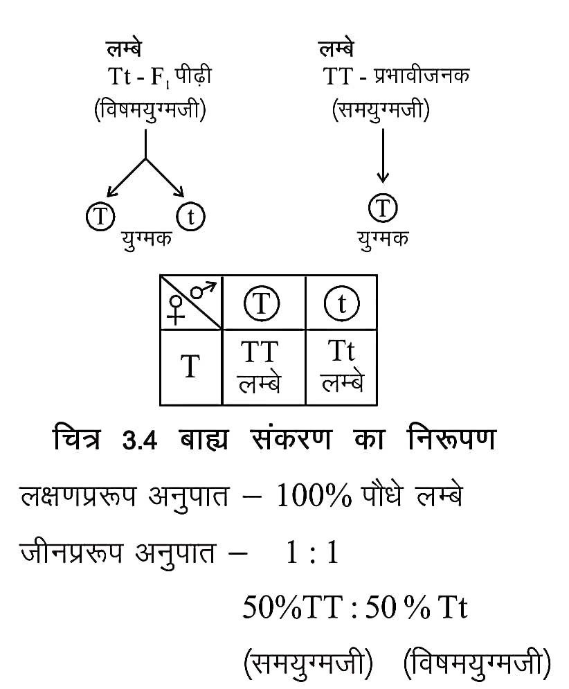 Mendel's law in Hindi