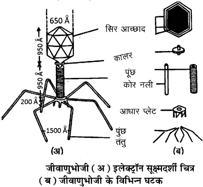 जीवाणुभोजी (Bacteriophage ) किसे कहते हैं ? जीवाणुभोजी की संरचना