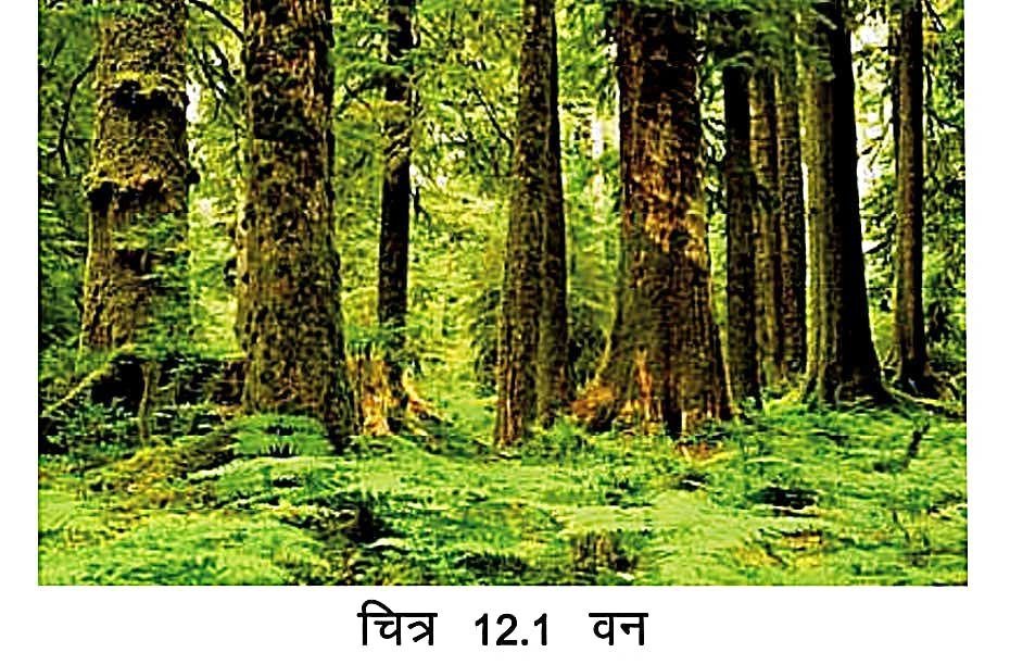 Management of natural resources in Hindi