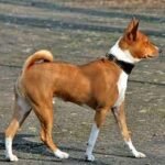 Interesting Facts about Dog in Hindi